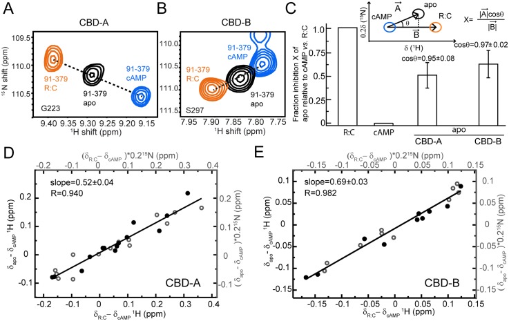 Conformational selection in CBD-A and -B of RIα (91–379). (A, B) Overlay of apo, cAMP2-bound, and C-bound RIα (91–379) for cross-peaks of representative residues sensing the active versus inactive equilibria in CBD-A (A) and CBD-B (B). (C) Fractional inhibition of apo RIα (91–379) (X) relative to cAMP2- and C-bound RIα (91–379), assuming they represent the active and inactive forms of PKA, respectively. The inset illustrates how X was measured using the CHEmical Shift Projection Analysis (CHESPA) method. The bar graph shows the average X values observed for residues in CBD-A and -B exhibiting a linear pattern (|cosθ| > 0.95). (D) Alternative evaluation of the fractional inhibition of apo RIα (91–379) (X) through the slope of the (δapo−δcAMP) versus (δC−δcAMP) plot, where δapo, δcAMP, and δC are the chemical shifts of apo, cAMP2- and C-bound RIα (91–379). Closed and open circles indicate 1H and 15N chemical shifts, respectively. This plot was restricted to CBD-A residues that are sufficiently removed from the cAMP-dependent interfaces (e.g., R:C, R:cAMP and CBD-A:CBD-B) to report primarily on the active versus inactive equilibrium of CBD-A. (E) Similar to panel (D) but for CBD-B.