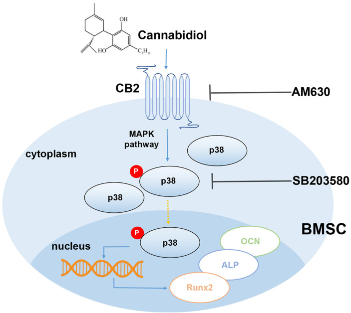 Schematic diagram of CBD intervention.