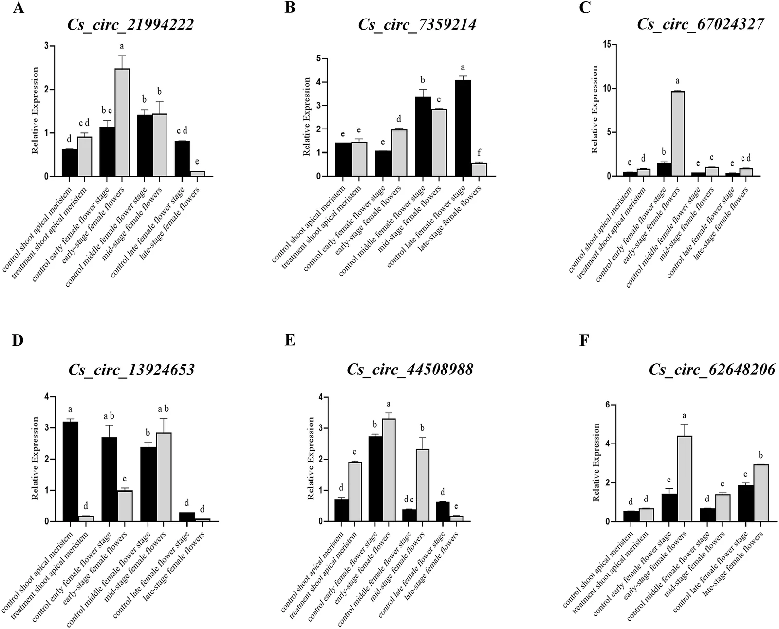 Six bar graphs labeled A through F display relative expression levels of six circRNAs across various sample types and developmental stages in a scientific context. Each graph includes labeled axes, error bars, and statistical annotations with lowercase letters indicating significant differences among groups.