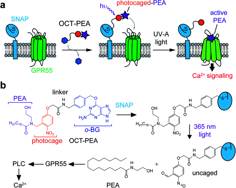 OCT-ligands allow genetic targeting of photocaged FAAs. (a) Schematic depiction of the OCT-ligand approach. Photocaged FAAs can be spatially enriched at the site of SNAP-tag expression and then released on demand to activate nearby GPR55 receptors and their downstream effector pathways. (b) Molecular schematic of OCT-PEA tethering and photolysis. OCT-PEA can be tethered to SNAP-tags and uncaged with UV-A (365 nm) irradiation, releasing PEA to activate GPR55. This stimulation increases intracellular Ca2+ levels via Gαq/11 and PLC.