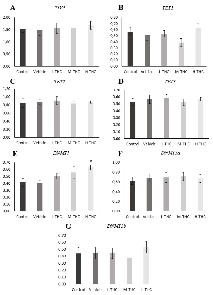 Relative mRNA expression in GCs normalized to housekeeping genes YWHAZ and PPIA. A) TDG (n = 6), B) TET1 (n = 6), C) TET2 (n = 6), D) TET3 (n = 6), E) DNMT1 (n = 4), F) DNMT3a (n = 6) and G) DNMT3b (n = 5) expression following 24-hour treatment in low (0.032 µM), mid (0.32 µM), and high (3.2 µM) concentrations of THC. Bars represent ± SEM. *p < 0.05