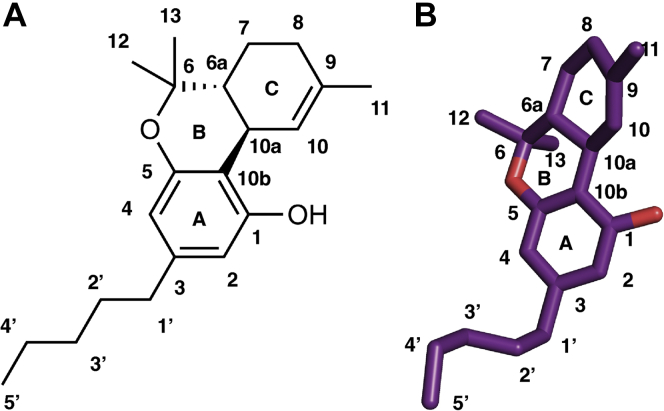 2D and 3D representation of THC structure.A, 2D representation. B, 3D representation. Numbering of carbon atoms and rings are mentioned in the figure. THC, tetrahydrocannabinol.