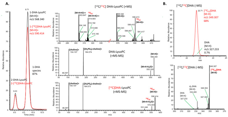 Characterization of [13C]DHA-lysoPC and [13C]DHA used as substrates. The DHA-lysoPC was analyzed by LC–MS and LC–MS/MS in the positive ion mode (A), and [13C]DHA by LC–MS in the negative ion mode (B). Approximately 87% of labeled or unlabeled DHA-lysoPC was sn-1-DHA isomer. Approximately 30% of DHA-lysoPC was fully labeled with [13C22] (A), while approximately 68% of unesterified [13C]DHA was fully labeled [13C22]DHA (B). Unlabeled free DHA was present at only 0.7%. The positional and/or isotopic distribution of the substrates was accounted for the quantitative evaluation of labeled products, NDoPEs and synaptamide. A pair of red dotted lines in the X-axis of (A) indicates a break in the m/z scale.