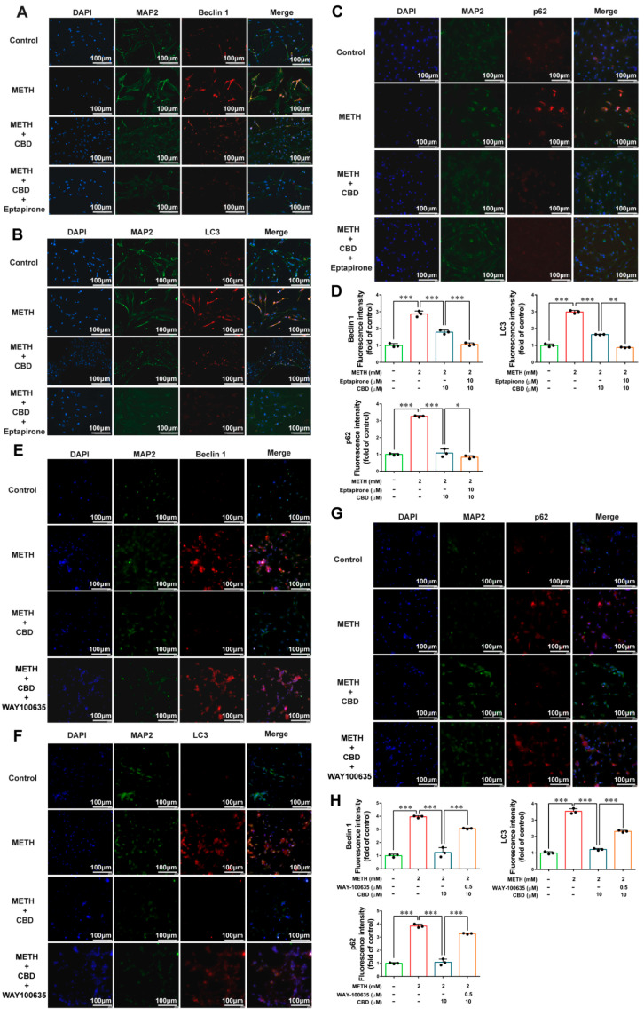 Intervention of 5-HT1A can alter the effect of CBD on METH toxicity. (A–D) Neurons were pretreated with 10 μM eptapirone, followed by METH and CBD treatment; immunofluorescence staining of Beclin-1, LC3 and p62. (E–H) Neurons were pretreated with 0.5 μM WAY-100635, followed by METH and CBD treatment; immunofluorescence staining of autophagy-related proteins. Scale bar = 100 μm. Results are presented as means ± SD of three experiments. * p < 0.05, ** p < 0.01, *** p < 0.001; one-way ANOVA followed by Tukey HSD post hoc test.