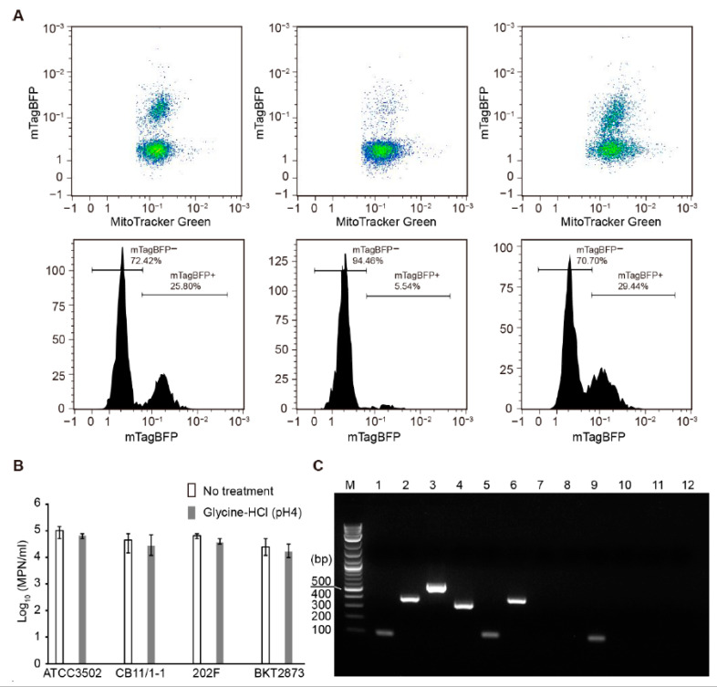 mTagBFP-CBD-based flow cytometry separation of Clostridium botulinum ATCC3502 and ATCC19397 from C. botulinum CB11/1-1, 202F, and BKT2873 strains. (A) Representative cytometric plots of the cell pools containing ATCC19397 with no treatment (left panel), and the cell pools containing ATCC3502 cells non-treated (middle panel) or treated (right panel) with 0.2 M glycine-HCl (pH 4) for 1 min. Gating of the subpopulations with a high intensity for mTagBFP (mTagBFP+) is indicated in the corresponding histograms. (B) Most probable number (MPN) enumeration of equal fractions of each C. botulinum ATCC3502, CB11/1-1, 202F, and BKT2873 strains that were treated or not treated with 0.2 M glycine-HCl (pH 4) for 1 min. The results are presented as the means of three replicates ± standard deviations. (C) Representative gel image of PCR products of the cell pool before sorting (lanes 1–4), and MPN dilution series (lanes 5–8, the first ten-fold dilution; lanes 9–12, the second ten-fold dilution) of the sorted cell populations of mTagBFP+. Lane M, 1 kb plus DNA ladder; lanes 1, 5, and 9, PCR products of bont/A (101 bp); lanes 2, 6, and 10, PCR products of bont/E (389 bp); lanes 3, 7, and 11, PCR products of bont/F (543 bp); lanes 4, 8, and 12, PCR products of bont/CD (327 bp).