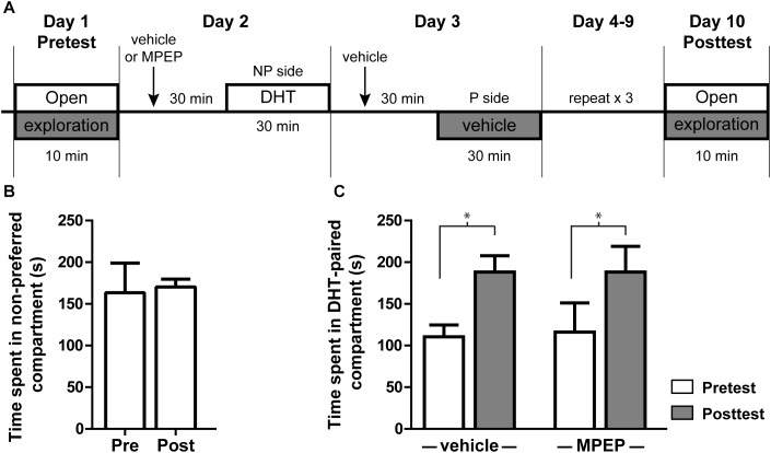 DHT conditioned place preference is not dependent on mGluR5. (A) Schematic of conditioned place preference behavior. Initial preference was determined with a 10 min open exploration pretest on Day 1. On the following 8 days animals were given an i.p. injection of either vehicle or MPEP, then 30 min later were given an i.p. injection of DHT and contained on the non-preferred side (NP) or vehicle and contained on the preferred side (P). On day 10, animals were allowed to freely explore the apparatus for 10 min during the posttest period. (B) Time spent on the non-preferred compartment during the pretest and posttest for animals injected with vehicle 30 min prior to conditioning and vehicle on both sides of the conditioning apparatus. (C) Effect of pretreatment with veh/MPEP on time spent in the DHT-paired compartment. n = 7–8 animals per group, ∗p < 0.05.