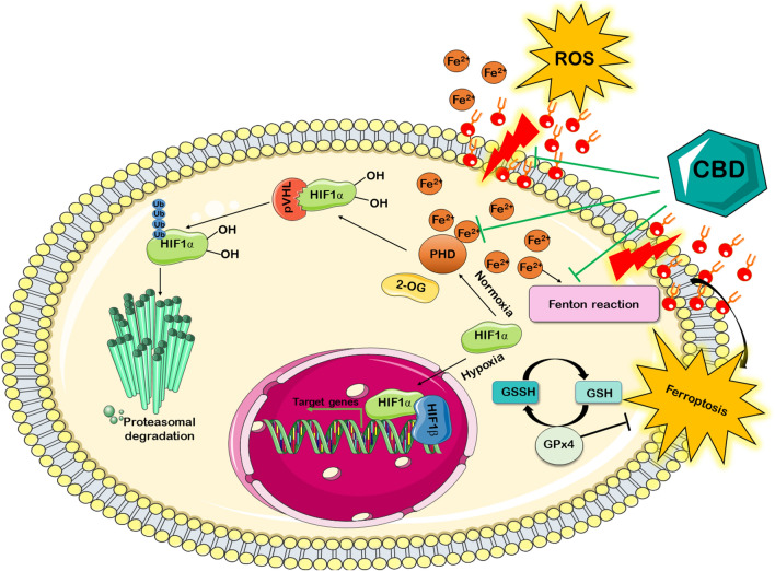 Schematic illustration of the hypoxia-inducible factor-1 alpha (HIF-1α), iron ions, and cannabidiol (CBD) interactions. Under normoxia, HIF-1α is hydroxylated by prolyl-4-hydroxylases (PHD). The hydroxylation is catalyzed using Fe2+ as co-factors and 2-oxoglutarate (2-OG). Next, HIF-1α is polyubiquitinated by the von Hippel–Lindau protein (pVHL) and degraded in the proteasome. In response to hypoxia or PHD inhibitors, HIF-1α is stabilized and translocated into the nucleus, where it binds to its dimerization partner HIF-1β and enhances the transcription of HIF target genes. During hypoxia, iron liberated from iron-storage proteins pool generates reactive oxygen species (ROS) through the Fenton reaction, leading to lipid peroxidation. The excessive lipid peroxidation triggers ferroptosis. Ferroptosis can be inhibited by glutathione peroxidase 4 (GPx4). This reaction occurs through the use of glutathione (GSH) as a substrate. The antioxidant properties of the CBD has been highlighted by black lines.