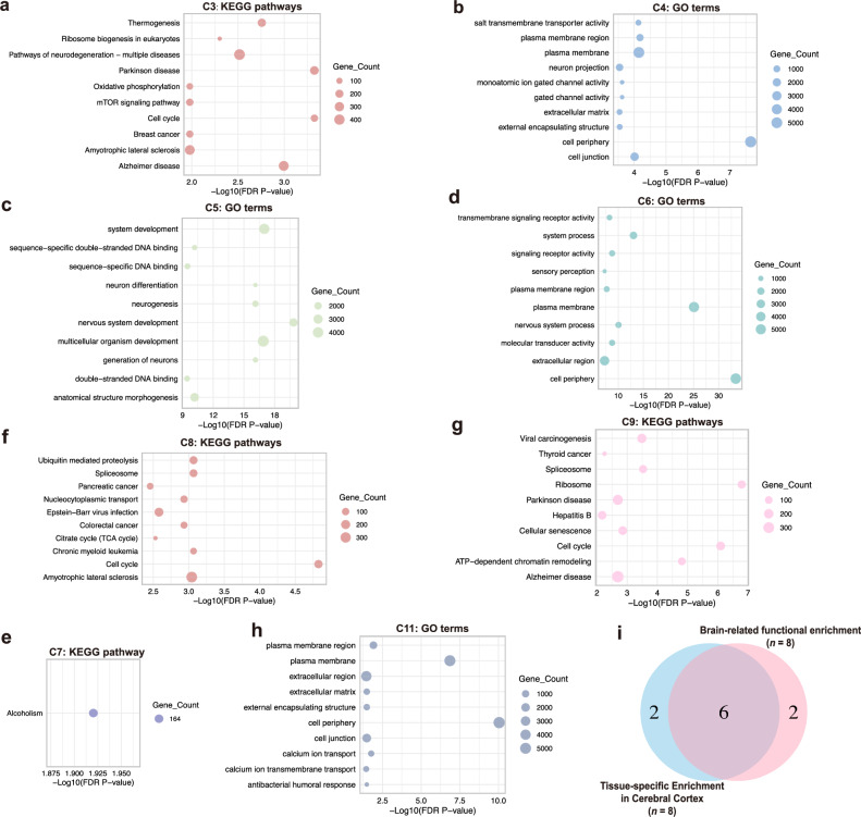 Functional enrichment analyses identify brain-related epigenetic clusters.a–h Illustrations of the top ten significantly enriched items for KEGG pathways or GO terms in the clusters related to brain function (n = 8) (i.e., Clusters-3,4,5,6,7,8,9,11). FDR-corrected P-values were used for statistical significance. i Venn diagram displaying the numbers of brain-related DNAm clusters identified in the tissue-specific (n = 8) and functional (n = 8) enrichment analyses. A total of 10 brain-related DNAm clusters were identified, including six identified by both enrichment analyses and 4 identified by either one of the enrichment analyses. KEGG Kyoto encyclopedia of genes and genomes; GO gene ontology.