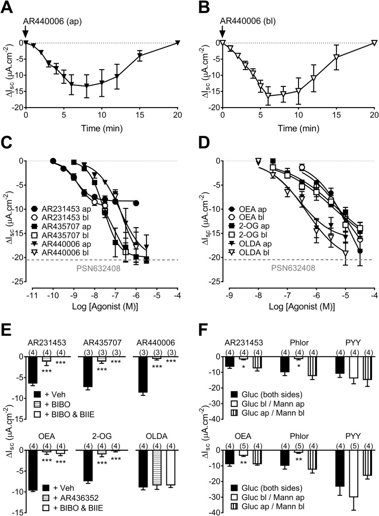 Small molecule and lipid-based GPR119 agonism in mouse-descending colon mucosa. (A) Time dependence of ap and (B) bl AR440006 responses (1 µM, n = 4). (C) Concentration-response curves for three small molecule GPR119 agonists and (D) three lipids added to either the ap or bl reservoirs. The horizontal, dashed, gray lines denote the maximal response to the GPR119 agonist, PSN632408 (ap), published previously (8). (E) Upper histogram shows inhibition of the ap GPR119 agonism (3 nM AR231453, 30 nM AR435707, or 300 nM AR440006) by Y1 and Y2 receptor blockade [300 nM BIBO3304 (BIBO) and 1 µM BIIE0246 (BIIE), respectively] compared with vehicle (Veh; 0.01% dimethyl sulfoxide). In the lower histogram, ap 2-OG (3 µM), OEA (10 µM), or OLDA (300 nM) responses are differentially affected by pretreatment with the GPR119 antagonist, AR436352 (10 µM, ap) or Y antagonists (BIBO and BIIE, as shown previously). (F) AR231453 (10 nM; upper histogram) and OEA (10 µM; lower histogram) responses require the presence of ap glucose (Gluc). In both histograms, phloridzin (Phlor; 50 µM, ap) only reduces Isc when glucose is present apically. Subsequent PYY (10 nM) responses are unaffected by replacement of glucose on either side. Each point or bar is the means ± 1 SEM from n numbers (in parentheses). Statistical differences (ANOVA with Dunnett post hoc test) from controls are identified as follows: *P < 0.05, **P < 0.01, and ***P < 0.001. Mann, mannitol; ΔIsc, change in Isc.