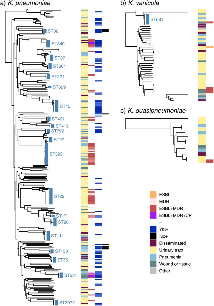 Core genome phylogenies for K. pneumoniae species complex isolates.(a) K. pneumoniae, (b) K. variicola, (c) K. quasipneumoniae. Trees shown are subtrees extracted from a maximum likelihood phylogeny inferred from a complex-wide alignment of core gene SNVs for all 328 sequenced clinical isolates (i.e. each species tree is rooted using the others as outgroups), available at microreact.org/project/gVB3ki6iA62RREC1stLLHo-kaspah-clinical-isolates. The 21 ‘common’ lineages, each identified in ≥3 patients, are labelled in blue with their sequence type (ST). Columns indicate (1) infection type (disseminated, urinary tract, respiratory, wound/tissue, other); (2) antimicrobial resistance (ESBL, MDR, ESBL+MDR, ESBL+MDR+CP); (3) yersiniabactin (Ybt+, identified in K. pneumoniae only); (4) aerobactin (Iuc+, identified in K. pneumoniae only); coloured as per inset legend. ESBL=extended spectrum beta-lactamase, MDR=resistant to ≥3 drug classes other than ampicillin, CP=carbapenemase producing.
