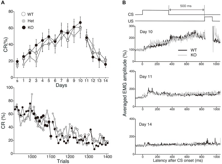 Normal acquisition and extinction of trace eyeblink conditioning in MGL KO mice. (A) Long-trace interval (TI) eyeblink conditioning (trace interval (TI) = 500 ms) was investigated in MGL KO (open circle; n = 10), Het (gray circle; n = 10), and WT mice (closed circle; n = 10), which were used as control mice. The daily CR% (upper) and the block CR% of 10 trials (lower) are plotted. (B) Schematic representation of the trace eyeblink conditioning paradigms (top panel). Averaged EMG amplitudes were compared between control (MGL+/+; n = 10) and MGL KO (MGL−/−; n = 10) mice on day 10, 11, and 14 (lower panel).