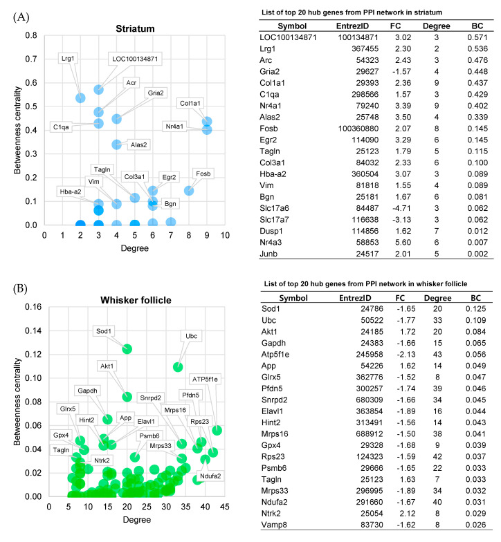 Centrality analysis and lists of the top 20 hub genes. (A,B) Betweenness centrality values and degrees of the entire PPI networks were obtained by means of the NetworkAnalyzer tool in the Cytoscape software (v3.7.1). Cut-offs of the degree for PPI networks in each tissue were set to 2 (striatum) and 5 (whisker follicle). Hub genes were arranged in the order of decreasing betweenness centrality values. A scatter plot of betweenness centrality versus the degree for nodes from PPI networks (left panel). The top 20 hub genes of PPI networks are listed in the lower panel. FC, fold change; BC, betweenness centrality.
