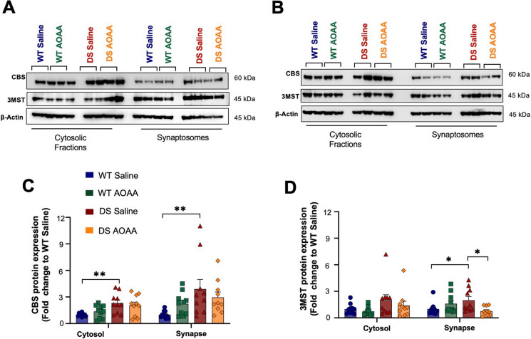 Synaptosomes isolated from Dp(17)3Yey/ + mouse brain exhibit upregulated expression of the H2S-producing enzymes CBS and 3-MST compared to wild-type controls. Immunoblots of the expression levels of the enzymes for H2S metabolism in cytosolic fractions and synaptosomes from A male and B female mice, along with the collective densitometric analyses for the H2S-producing enzymes C CBS and D 3-MST. Cytosolic and synaptic expressions are presented. The housekeeping protein β-actin served as the loading control in all densitometric analyses. Each bar represents the mean ± SEM of 10 animals per group, 5 males and 5 females; each dot represents one animal; *p ≤ 0.05 and **p ≤ 0.01