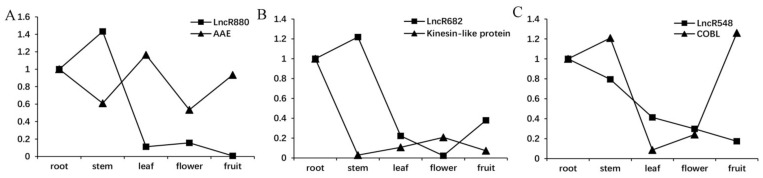QRT-PCR validation of expression profiles of lncRNA/structural gene pairs of lncR880/AAE (A), lncR682/kinesin-like protein (B) and lncR578/COBL (C). The average expression profile of every gene in the root was chosen as a control and set to 1.