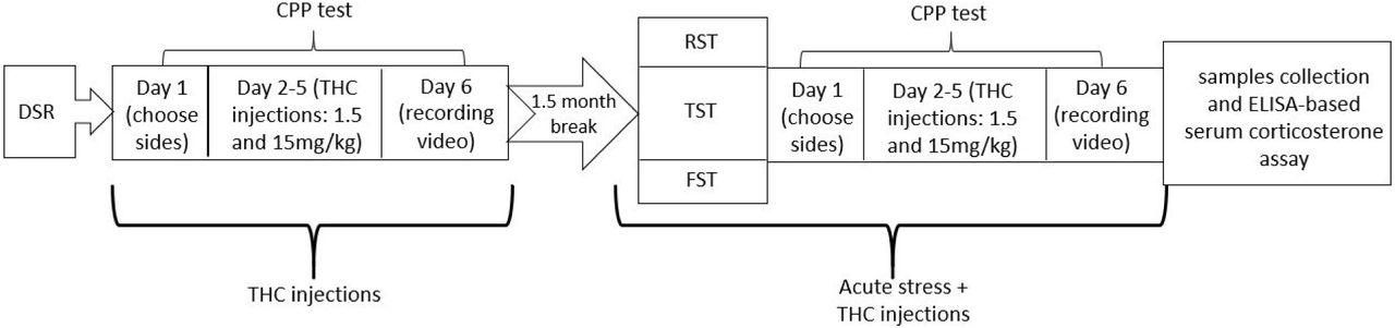 Behavioral assessment and treatment scheme. (RS: restraint stress; TST: tail-suspension test; FST: forced swim test)