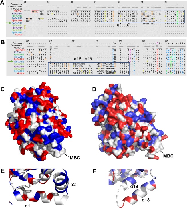 The membrane binding cap (MBC) properties of PpFAAH. Sequence alignment of PpFAAH with AtFAAH and RtFAAH using Chimera 5 to identify potential MBC in (A) N-terminus and (B) C-terminus. Boxes indicate conserved residues of PpFAAH paralogs either with AtFAAH to form the α1 and α2 or with RtFAAH to form α18 and α19, for MBC; Spatial surface structures showing MBC of (C) PpFAAH1, (D) PpFAAH6, and the close up their respective alpha helices in (E) and (F). White, red and blue colors represent the hydrophobic, charged and polar residues, respectively.