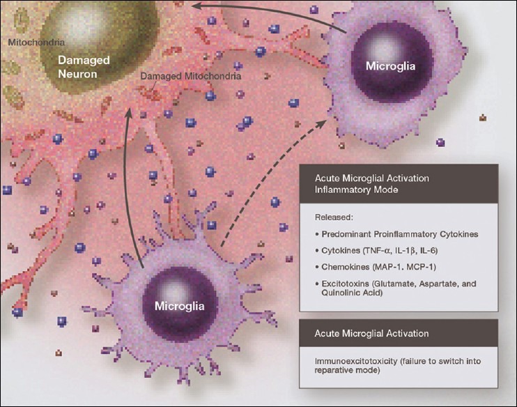 Illustration demonstrating chronic neurodegeneration resulting from a failure of activated microglia to switch to a resting state. Under such conditions immunoexcitotoxic cascades persist.