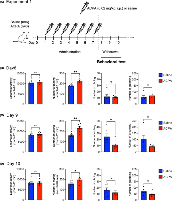 Assessment of somatic symptoms after cessation of Arachidonylcyclopropylamide (ACPA) administration. (A) Scheme of experiment 1. Male adult C57BL/6J mice (7–8 weeks old) were acclimated to the home cage for 1 week. Mice were randomly assigned to the following groups: Saline group (n = 6), administered with saline (ip) for 1 week at 08:00 (Days 1–7) and the ACPA group (n = 6), administered with ACPA (0.02 mg/kg, ip) for 1 week at 08:00 (Days 1–7). Behavioral tests were conducted for 3 days after drug or saline administration to assess somatic symptoms after ACPA cessation (Days 8–10). The 3 days after ACPA or Saline cessation were designated as (B) Day 8, (C) Day 9, and (D) Day 10, respectively. (B–D) Mice were allowed to move freely for 20 min in a transparent acrylic chamber for 3 days. The locomotor activity and number of rearing were recorded using a Scanet MV‐40. The number of grooming, and rubbing were counted from the video recordings. Data are expressed as mean ± SEM. * p < 0.05, **p < 0.01 vs. Saline group. (Saline: n = 6, ACPA: n = 6). Student's t‐test.