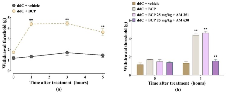 Antiallodynic effects of β-caryophyllene (BCP) against established 2′-3′-dideoxycytidine (ddC)-induced mechanical allodynia in female BALB/c mice is antagonized by CB2, but not CB1, receptor antagonist. (a) Acute antiallodynic effects of BCP 25 mg/kg on mice with established ddC-induced mechanical allodynia. β-Caryophyllene was administered at day 7 post-first-injection of ddC. Mechanical sensitivity was measured by dynamic plantar aesthesiometer. Each point represents the mean ± SEM of values obtained from four animals. ** p < 0.01 compared to mice treated with ddC + vehicle. (b) Effects of AM 251, a CB1 receptor antagonist, and AM 630, a CB2 receptor antagonist, on the antiallodynic effects of BCP on mice with ddC-induced mechanical allodynia 1 h after administration. Each bar represents the mean ± SEM of values obtained from four animals. ** p < 0.01 compared to mice treated with ddC + vehicle and ## p < 0.01 compared to mice treated with ddC + BCP (two-way repeated measures ANOVA followed by Sidak’s multiple comparisons test).