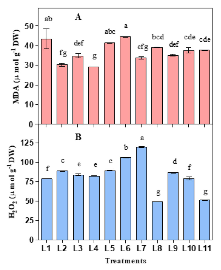 Effect of 20 days exposure to different LED spectra on Lipid peroxidation (MDA) (A) and H2O2 (B) of hemp seedlings. Here and subsequent figures: L1, Natural light; L2, White; L3, R8:B2; L4, R7:B2:G1; L5, R7:B2:FR1; L6, R6:B2:G1:FR1; L7, R5:B2:W2:FR1; L8, R5:B2:G1:FR1:UV1; L9, R6:B2:FR1:UV1; L10, R4:B2:W2:FR1:UV1; L11, R2:B2:G2:W2:FR1:UV1. All treatments used a photosynthetic photon flux density of 300 µmol m−2 s−1. Vertical bars indicate mean ± SE of four replicates. Different letters indicate significant differences at p < 0.05.