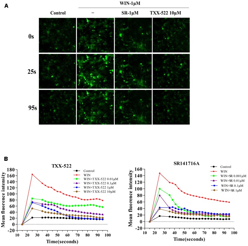 Effects of TXX-522 on WIN 55,212-2-mediated elevation of [Ca2+]i. (A) Representative micrographs showing [Ca2+]i in hippocampal cells at indicated time-points. WIN, WIN 55,212-2; SR, SR141716A. (B) Dynamic course [Ca2+]i elevation and pulse oscillation in cells exposed to indicated concentrations of WIN and TXX-522 or SR141716A.