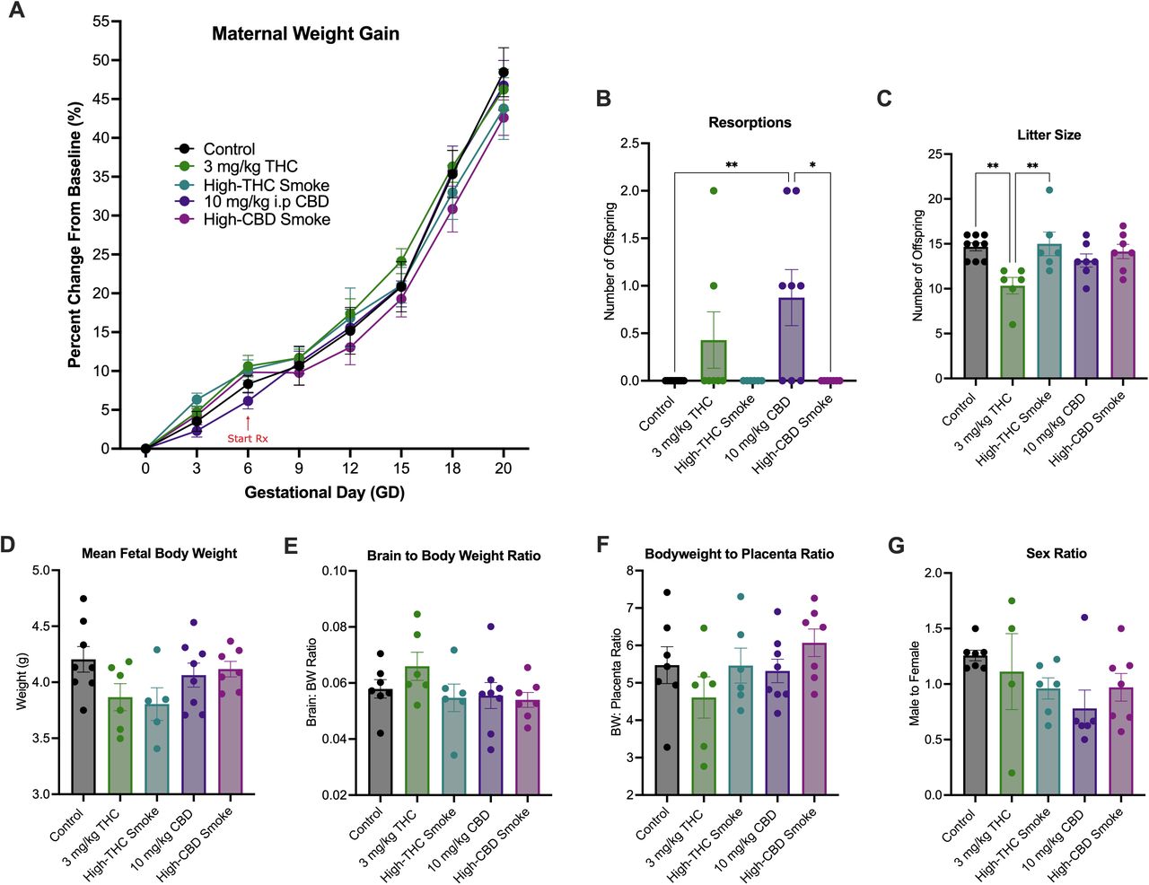 Markers of maternal and litter health during gestation. (A) Rates of maternal weight gain, (B) uterine resorption discovered, (C) litter size (D), mean fetal body weight per litter, (E) mean fetal brain to body weight ratio per litter, and (F) mean fetal bodyweight to placenta ratio per litter, and (G) Ratio of male to female offspring per litter. Data are mean ± S.E.M, n=4-8 dams/per treatment. Measurements in panels B-G were taken on GD20. *p<0.05, as determined by one-way ANOVA followed by Holm-Šídák post-hoc analysis.