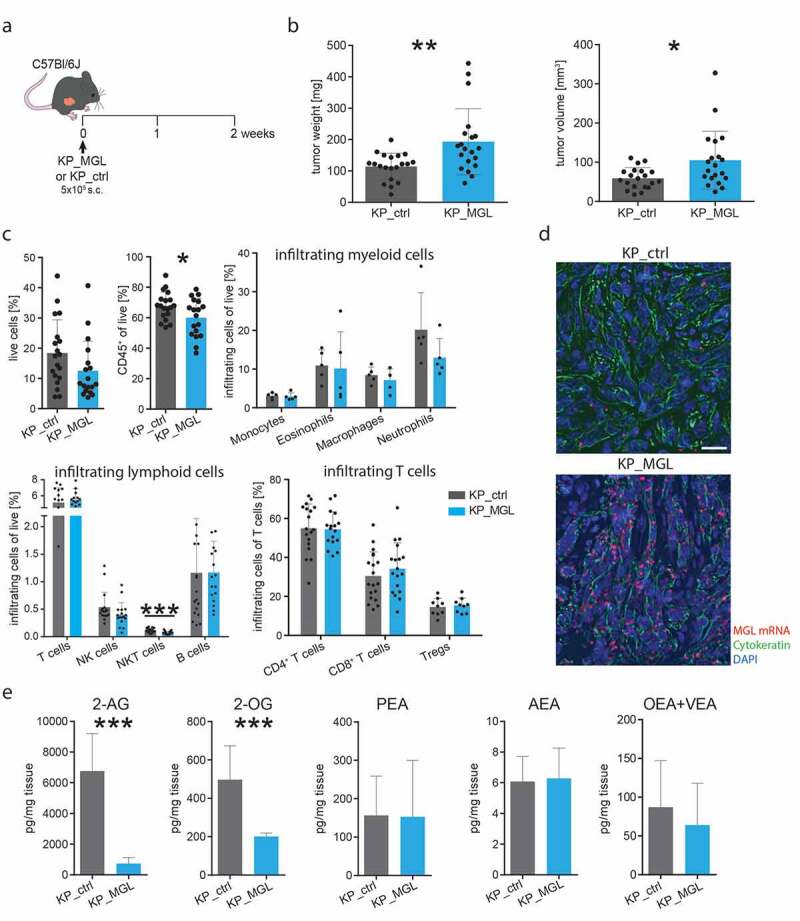 Increased tumor growth in WT mice injected s.c. with MGL-overexpressing KP cells