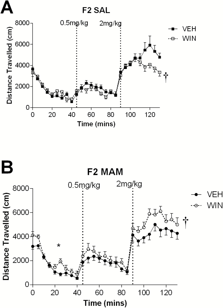 Adolescent exposure to WIN55,212-2 increases the locomotor response to amphetamine in F2 methylazoxymethanol acetate (MAM) rats. The average locomotor activity of rats across baseline, 0.5 mg/kg, and 2 mg/kg (i.p.) amphetamine challenges was recorded. While F2 saline rats were less sensitive to 2 mg/kg amphetamine after adolescent WIN55,212-2 treatment (A), the “susceptible” F2 MAM rats displayed increased locomotor response to amphetamine (B). † Represents a significant difference from vehicle group for entire period following 2 mg/kg amphetamine (P<.05, 3-way ANOVA). * Represents a significant difference from vehicle group for entire baseline period (P<.05, 3-way ANOVA). Error bars indicate SEM. Sample sizes were SAL VEH, n=15; SAL WIN, n=14; MAM VEH, n=15; MAM WIN, n=14.