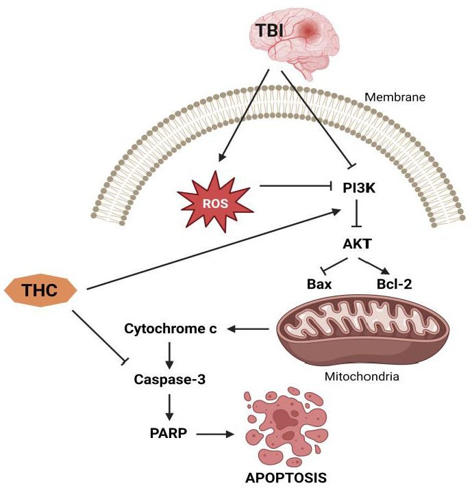 Anti-apoptotic effects of THC.
