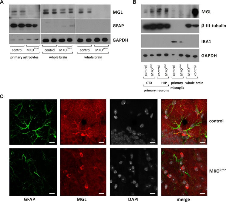 MGL expression in MKOGFAP mice. A, Western blot analysis revealed absent MGL expression in lysates of primary cultivated astrocytes from MKOGFAP mice. Minor reductions were observed in lysates of MKOGFAP brains. MKOglobal brains served as control and showed no MGL expression. As controls we used floxed littermates for MKOGFAP mice and wild-type littermates for MKOglobal mice. B, MGL is expressed in primary neurons from cortex (CTX) and hippocampus (HIP) of MKOGFAP mice. Low expression was observed in primary microglia. Brain lysates of wild-type and MKOglobal mice served as positive and negative controls, respectively. C, immunofluorescence images of MGL (red) and GFAP (green) of brain cortical sections obtained from floxed control and MKOGFAP mice. Nuclei (white) were stained with DAPI. The scale bar represents 10 μm.