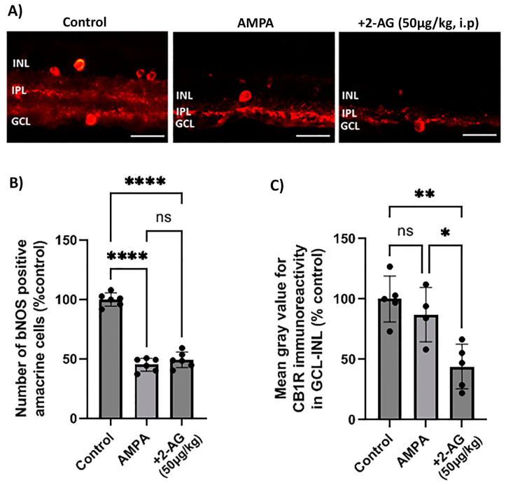 Effect of repeated administration of 2-AG (i.p.) on bNOS- and CB1R-IR in the model of α-amino-3-hydroxy-5-methyl-4-isoxazolepropionic acid (AMPA) excitotoxicity. (A) Representative images of bNOS-IR (red) in retinas of control rats and rats treated with AMPA (8.4 mM, I.V.T.) and AMPA + 2-AG (50 μg/kg, i.p., 4 d). Magnification: ×40. Scale bar: 50 μm. (B) Quantitative analysis data of bNOS-positive amacrine cells. (C) Quantification study of CB1R-IR in the area containing INL, IPL and GCL. Data are expressed as the mean ± SD (n = 4–6); ns p > 0.5, * p < 0.05, ** p < 0.01, **** p < 0.0001 (ns = no significance).