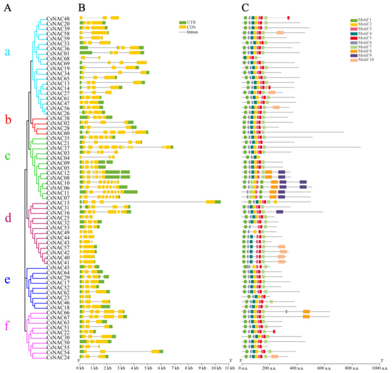 The phylogenetic tree (A) and the conservation motifs (C) of the CsNAC genes. UTRs, exons, and introns are represented by green boxes, yellow boxes, and black lines, respectively (B).