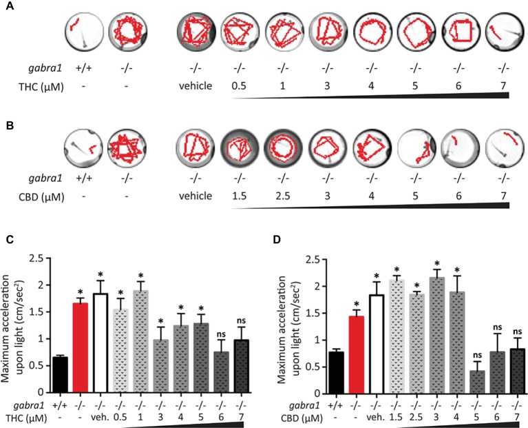 Single exposure of CBD and THC to GABRA1−/− epileptic larvae. (A,B) Swimming tracks of individual larvae upon light exposure. Unlike GABRA1+/+ (WT), GABRA1−/− (HM) display an increased response to light associated with epileptic seizures. High doses of THC (A) or CBD (B) prevent this epileptic behavior. (C,D) Quantification of the maximum acceleration of the larvae during the 30 s following light exposure. The increase in maximum acceleration is associated with the epileptic seizure. Concentration of THC higher than 6 μM (C) and concentrations of CBD higher than 5 μM significantly rescue the GABRA1−/− exacerbated acceleration (t test vs. WT: * <0.05; n > 15).