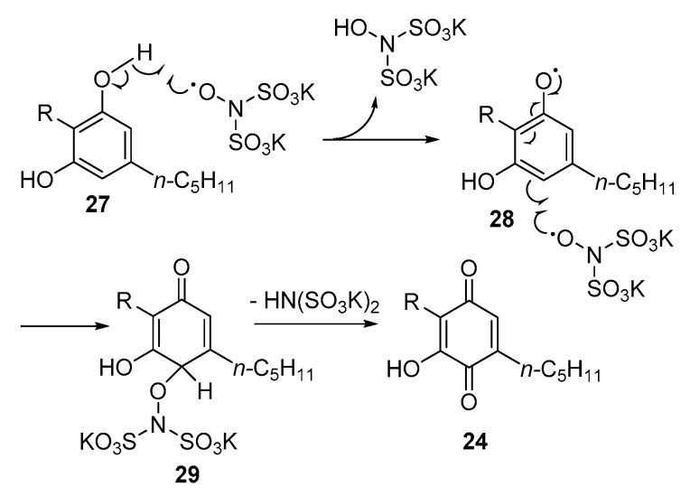 Proposed mechanism for Fremy’s salt oxidation or resorcinolic phytocannabinoids (27) to p-quinones (24) via intermediates 28 and 29 (R = terpenyl).