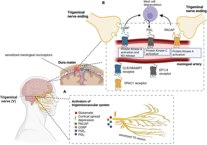 (A) Cortical spreading depression (CSD) stimulates the trigeminal nerve. Additionally, other molecules like PACAP, CGRP, PGE2, and PGI2 have been implicated in the activation and sensitization of the trigeminal nerves. (B) CGRP and PACAP are released from the nerve endings of the trigeminal nerve to cause vasodilation in the meningeal arteries. Signal transduction mechanisms lead to protein kinase A or C activation, as well as nitric oxide release. Mast cell degranulation also produces inflammatory substances such as PGI2 which leads to sensitization of meningeal nociceptors as well as vasodilation. In these images, PACAP, pituitary adenylate cyclase-activating peptide; CGRP, calcitonin gene-related peptide; PGE2, prostaglandin E2; PGI2, prostaglandin I2; CLR/hRAMP1, calcitonin receptor-like receptor/human receptor activity modifying protein 1 heterodimer; EP1/4, prostaglandin E2 receptor. Adapted from BioRender (2023).