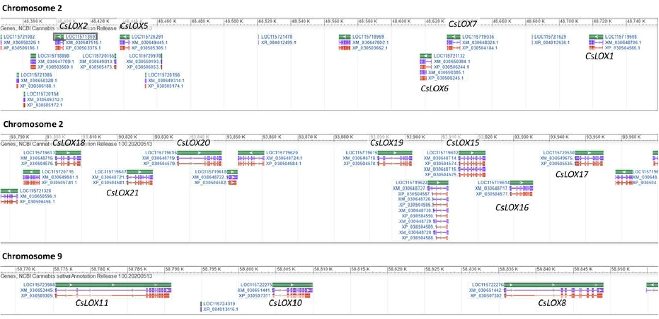 Regions of duplicated LOX genes on C. sativa Chromosomes 2 and 9.