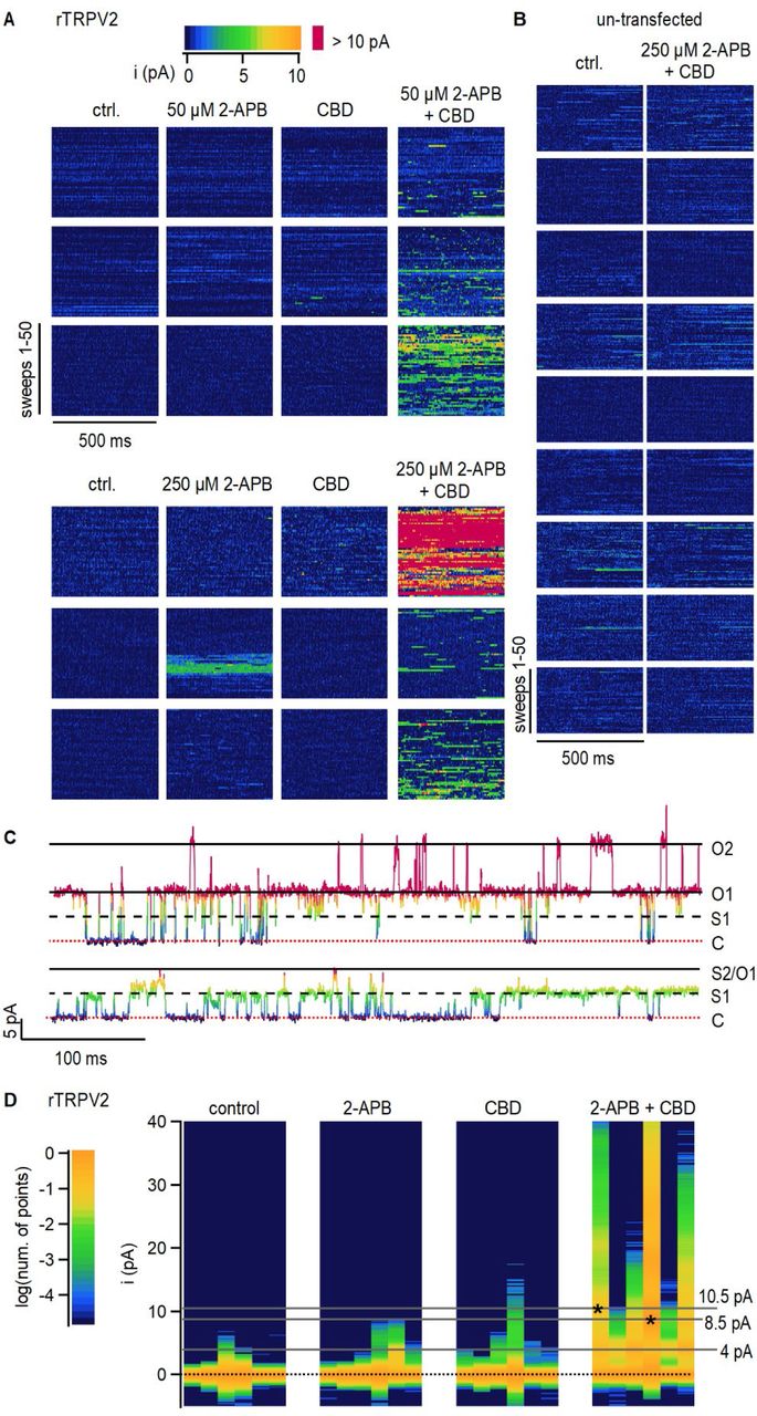 CBD sensitization of rTRPV2 channels involves an increase in open probability. (A)Data obtained from six rTRPV2-expressing inside-out patches at +80 mV under conditions of low open probability. Each row shows data from a different patch, and columns separate between recordings at different experimental conditions. 50 current sweeps of 500 ms duration are displayed vertically stacked at each experimental condition for each patch. Data points at each sweep are colored by their current amplitude as indicated by the color-bar at the top. (B) Data obtained from nine inside-out patches at +80 mV obtained from un-transfected cells, displayed as in (A). (C) Representative current traces from the same rTRPV2-expressing patch in the presence of 50 µM 2-APB and 10 µM CBD showing two distinct open current amplitudes (S1 and O1) and simultaneous opening of two channels (O2). Data points in each trace are colored as in (A). The red dotted line indicates the zero-current amplitude measured when all channels are closed. (D) All-points histograms for data in (A). Each vertical lane is a histogram, with the single- channel current amplitude bins along the y-axis and the number of points per bin shown as a log- scale color heat-map (see scale bar on the left) and normalized to the peak centered at 0 pA (black dotted line). Histograms from each patch are displayed in the same order as in (A). Asterisks at peak values of 8.5 or 10.5 pA indicate the patches where these single-channel amplitudes were observed.