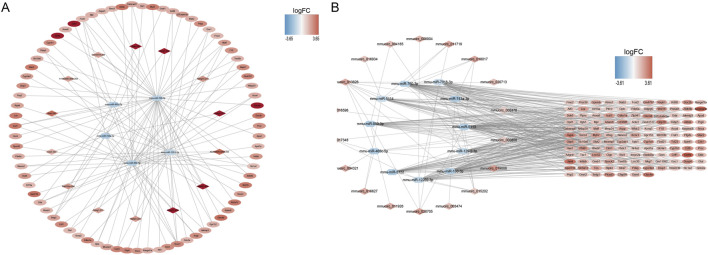 ceRNA network construction. (A) mRNA-miRNA-lncRNA network in control and case groups. (B) mRNA-miRNA-circRNA network in control and case groups. In the mRNA-miRNA-lncRNA (circRNA) network, the hexagon represents miRNA, the rhombus represents lncRNA (circRNA), the oval represents mRNA, and the color represents logFC value. The redder the color, the more upregulated the expression of the gene, and the bluer the color, the more downregulated the expression of the gene.