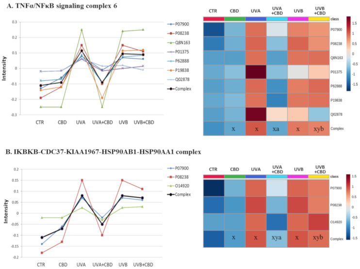 The point graph and heatmap showing the average intensity of proteins creating TNFα/NFκB (A) and IκBKB/HSP90 (B) complexes in keratinocytes following UVA (30 J/cm2) or UVB (60 mJ/cm2) radiation and treated with cannabidiol (CBD, 4 μM) in a three-dimensional culture model. Proteins IDs: O14920, inhibitor of nuclear factor κ-B kinase subunit B; P01375, tumor necrosis factor α; P07900, heat shock protein HSP 90A; P08238, heat shock protein HSP 90B; P19838, nuclear factor NFκB p105; P62888, 60S ribosomal protein L30; Q02878, 60S ribosomal protein L6; Q8N163, cell cycle and apoptosis regulator protein 2. Statistical significances showed only for the whole complexes. X: statistically significant differences vs. non-treated cells, p < 0.05; y: statistically significant differences vs. CBD-treated cells, p < 0.05; a: statistically significant differences vs. UVA-irradiated cells, p < 0.05; b: statistically significant differences vs. UVB-irradiated cells, p < 0.05.