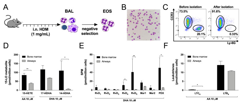 Comparison between eosinophils isolated from the airways of HDM-treated mice and eosinophils derived from the bone marrow. (A) Experimental design to isolate mouse eosinophils from the airways of HDM-treated mice. (B) Morphology of airway cells after eosinophils enrichment determined by DiffQuik staining. (C) Purity of airway EOS before and after negative selection. (D–F) Eosinophils (5 × 106 cells/mL, 37 °C) were treated with (D) 10 µM AA or 10 µM DHA and (E) 10 µM DHA or (F) 10 µM AA for 15 min. Incubations were stopped by adding one volume of cold (−20 °C) MeOH containing the internal standards. Samples were processed and analyzed for eicosanoids and docosanoids content by LC-MS/MS, as described in Materials and Methods. Results are the mean (±SEM) of 7 independent experiments using bone marrow-derived mouse eosinophils and 4 independent experiments using mouse eosinophils isolated from the airways. Data from bone marrow derived eosinophils are the same as those presented in Figure 1, Figure 3 and Figure 5. p-values were obtained as described in Materials and Methods. * p < 0.05, ** p < 0.01.