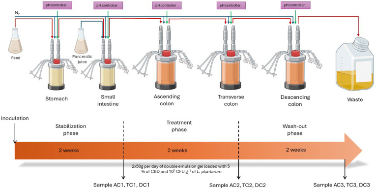 Streamlined study design and timeline overview of the SHIME® experiment: AC—ascending colon, TC—transverse colon, and DC—descending colon; the numerical values correspond to experimental time points as follows: 1—after stabilization, 2—after treatment, and 3—after the wash-out phase.