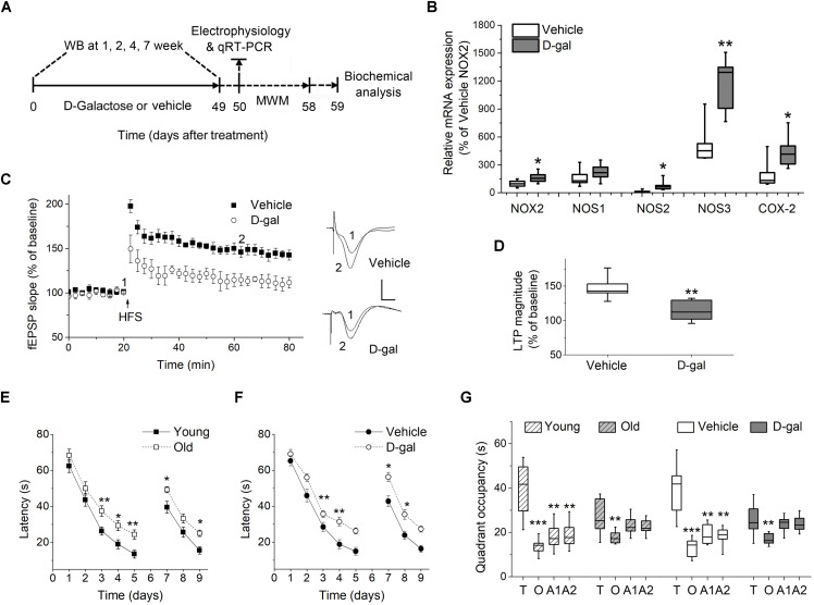 Chronic D-galactose (D-gal) treatment increased the mRNA level of several ROS-producing enzymes and induced memory deficits in rats. (A) Experimental setup used for assessing the behavioral and cellular responses to chronic D-gal administration. MWM, Morris water maze; WB, western blot. (B) A box graph showed the quantification of mRNA of interest by qRT-PCR in freshly isolated hippocampal CA1 neurons from rats received a 7-week vehicle or D-gal treatment, including NADPH oxidase isoform NOX2, neuronal nitric oxide synthase (NOS1), inducible nitric oxide synthase (NOS2), endothelial nitric oxide synthase (NOS3), and cyclooxygenase-2 (COX-2). Results were from six independent rats with triple wells. Data were normalized to the NOX2 mRNA level in control animals. (C) Time course of hippocampal long term potentiation (LTP) in the CA1 region after high-frequency stimulation of Schaffer collateral (HFS, arrow). Right, Representative fEPSP traces before (1) and 40 min after HFS (2) in vehicle and D-gal-treated animals. (D) Quantification of fEPSP slope change reveals a D-gal-induced occlusion of LTP (n = 5) when compared to the control (n = 6). The quantification was made by averaging normalized fEPSPs slope from 40 to 45 min after HFS. Calibration: 5 ms, 0.5 mV. *P < 0.05, **P < 0.01, compared with the vehicle group as determined by Student’s t-test in (B,D). (E) Acquisition and reversal phases of the MWM in rats aged 3 months (young) and 18 months (old). (F) Acquisition and reversal phases of the MWM in vehicle- and D-gal-treated rats. (G) Probe trial phase of the MWM tested at day 6. To show quadrant preferences, the time in the target quadrant was compared to the time in the rest three quadrants in each animal group (T, target quadrant; O, opposite quadrant; A1, adjacent 1 quadrant; A2, adjacent 2 quadrant). Young, n = 11; Old, n = 10; Vehicle, n = 8; D-gal, n = 13 rats. Statistical significance was calculated using two-way repeated measures ANOVA in (E,F) and one-way ANOVA in (G), followed by Bonferroni’s t-test. *P < 0.05, **P < 0.01, ***P < 0.001.
