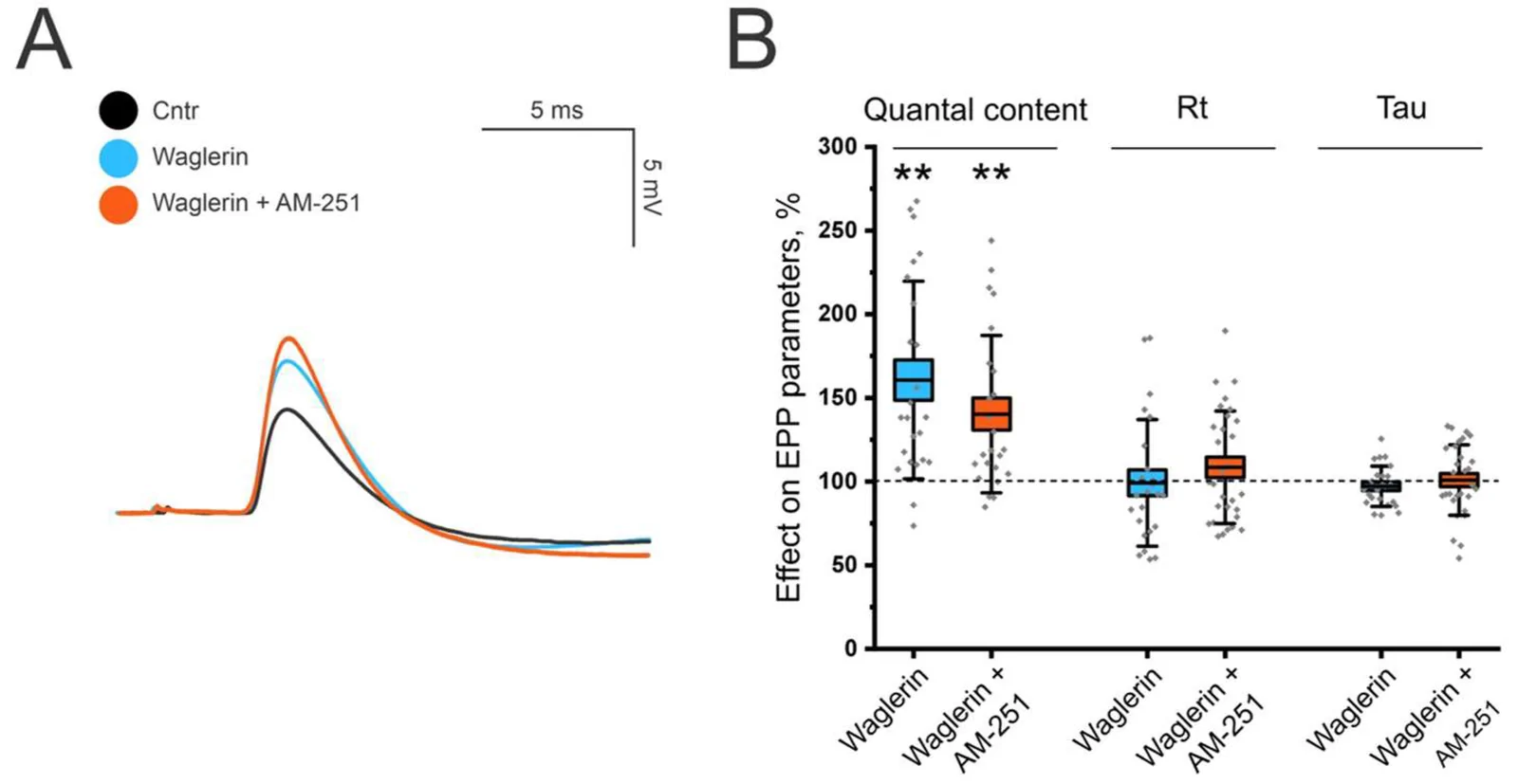 Action of the CB1 antagonist AM-251 on the parameters of evoked activity at the LAL NMJ in the presence of the ε-subunit-containing muscle nAChR blocker Waglerin-1 (1 μM) at P2. (A) Representative EPP recordings at NMJs in the control group (Cntr), Waglerin alone or combined with AM-251 treatment groups. (B) Effect of Waglerin alone or combined with AM-251 (5 μM) on EPP parameters (quantal content (QC), rise time (RT) and decay time constant (Tau)). n = 25 NMJs; N = 5 animals; ** p < 0.01 vs. control/blocker values (one-way ANOVA).