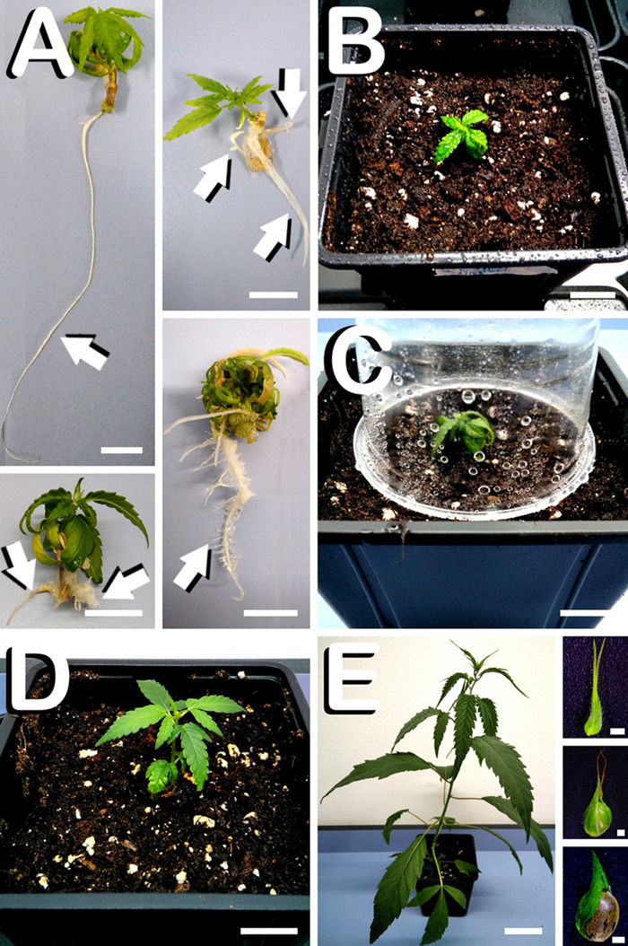 Acclimatization process of hypocotyl derived plants in C. sativa. The different developmental stages are described as follows: (A) Radicular system of hypocotyl derived plants spontaneously rooted 28 days after culture initiation, where different root morphogenesis patterns can be observed (arrows). (B) Small plant just after being transplanted to pots (2 L) with fertilized commercial substrate. (C) Plastic vessel covering the in vitro regenerated plant in order to avoid desiccation. (D) Hypocotyl derived plant exposed to the environmental humidity 6 weeks after culture initiation. (E) Female hypocotyl derived hemp plant showing sexual functionality 8 weeks after in vitro explant inoculation (insets illustrates, from top to bottom, unfertilized female flower, fertilized female flower during seed formation and mature seed final development). Scale bars (A–D): 12 mm. Scale bar (E): 60 mm. Scale bars of insets (E): 1 mm.