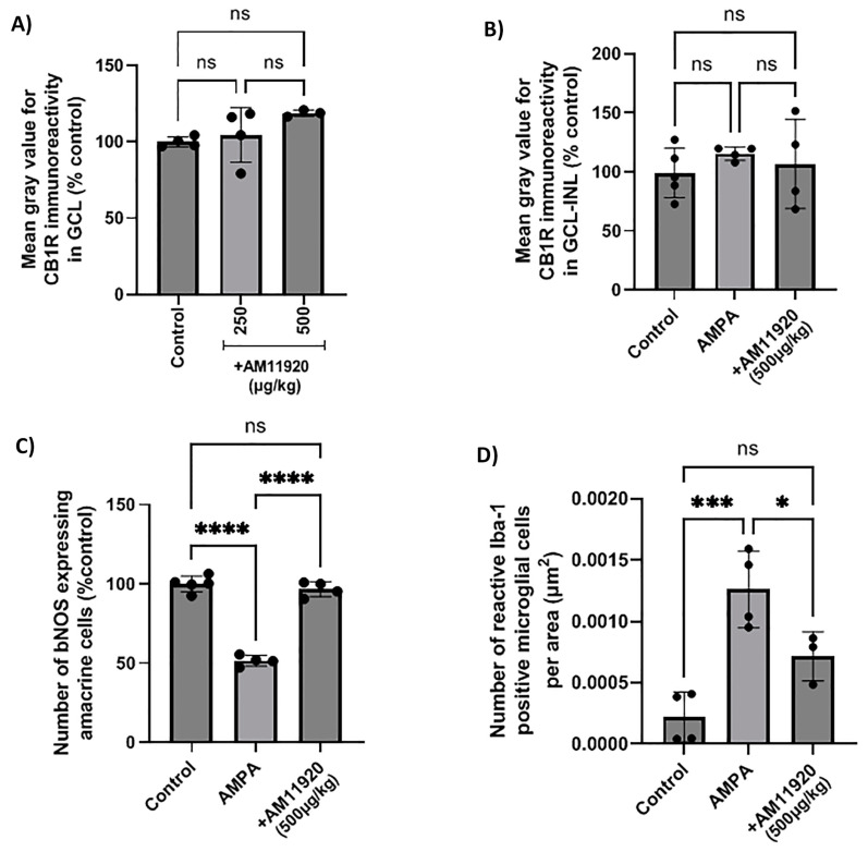 Effect of the MAGL/ABHD6 inhibitor, AM11920, on CB1 receptor expression and on retinal neuroprotection in naϊve rat retina or in the model of AMPA excitotoxicity. (A) Quantification data of CB1R-IR in the retina of control rats and rats treated with AM11920 (250, 500 μg/kg, i.p., 4 d). Quantitative analysis of CB1R-IR (B), bNOS-IR (C) and Iba-1-IR (D) in control rats and rats treated with AMPA (8.4 mM, I.V.T.) or AMPA + AM11920 (500 μg/kg, i.p., 4 d). Data are expressed as the mean ± SD (n = 3–5); ns p > 0.05, * p < 0.05, *** p < 0.001, **** p < 0.0001 (ns = no significance).