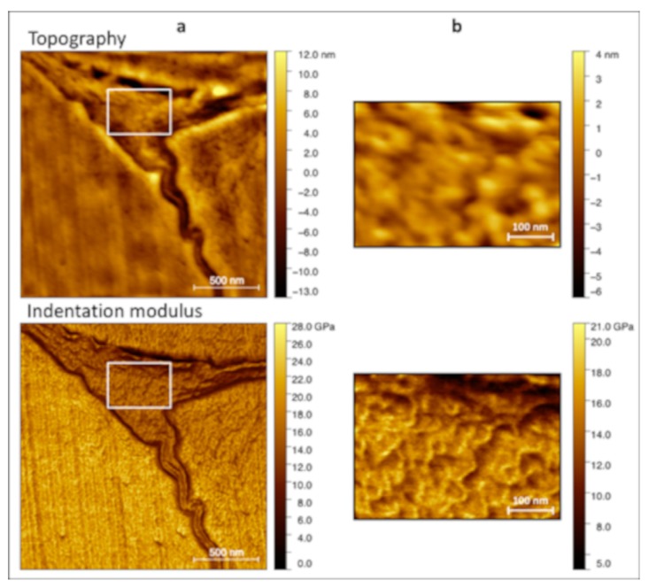 (a) Surface topography and indentation modulus of nettle corresponding to those reported in Figure 2. (b) Zoomed-in view of the ML region, corresponding to the white rectangle in (a), in order to highlight the correlation between topography and indentation modulus.