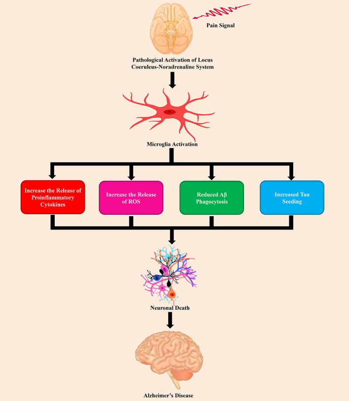 The role of pain stimuli in the pathogenesis of Alzheimer’s disease by the dysfunction of the LC-NE system.