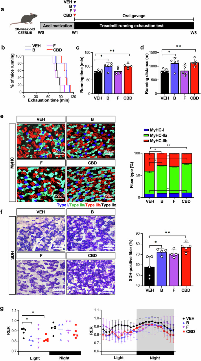 Treatment with Bifidobacterium animalis leads to improved exercise performance in mice.a The experimental design for assessing the effects of bacteria B (Bifidobacterium animalis) and bacteria F (Faecalibaculum rodentium) on exercise performance. b Running population plotted against time to exhaustion (n = 5). c, d Average running time (c) and distance until exhaustion (d) (n = 5). e Microscopy images of GAS muscles immunostained with anti-MyHC antibodies (n = 5). The results are plotted as a percentage of the fibers per muscle. f Quantification of SDH-positive fibers in GAS muscles via SDH staining (n = 5). g The 24-h RER was measured by indirect calorimetry. (n = 5). *P < 0.05, **P < 0.01.