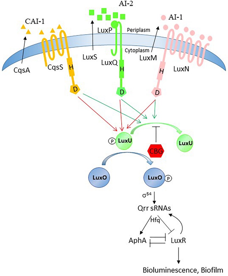Possible action mechanism of CBG. The quorum sensing system is tightly regulated and has many feedback loops. Our data provide evidence that the anti-quorum sensing activity of CBG is caused by antagonizing the signals delivered by AI-1 and AI-2. Based on our observation that LuxN is required for the anti-QS activity of CBG and CBG augments the LuxO activity, we propose that CBG prevents the dephosphorylation of LuxU.