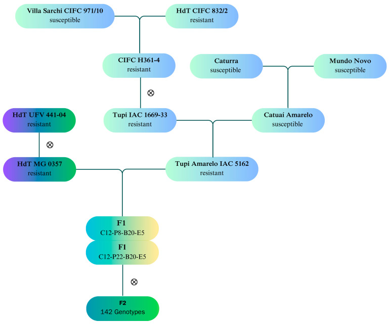 Prospecting of the coffee improvement program for durable multiple resistance to diseases and pests, resulting from the integration of genotypes for resistance to Hemileia vastatrix.